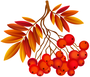 autumn berries 